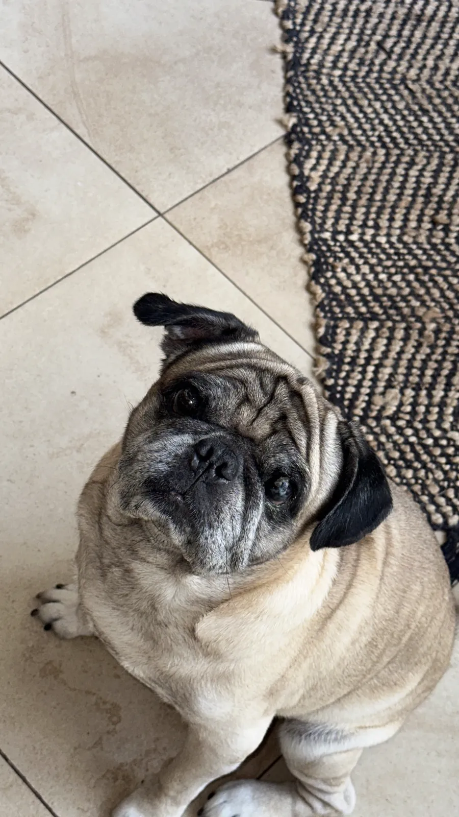 Bob, el pug de Tín, mirando hacia arriba